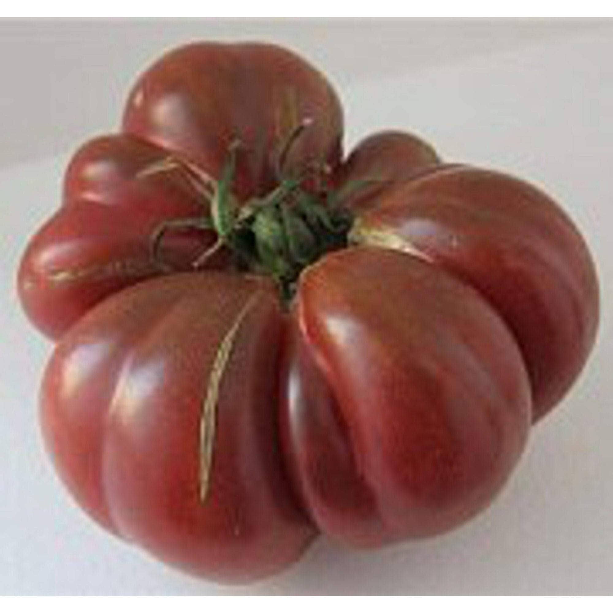 Purple (Calabash tomato) for planting in garden